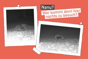 Nächtlicher Besuch im INA.KINDER.GARTEN Seestraße