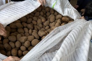 Eine Menge Kartoffeln im Sack